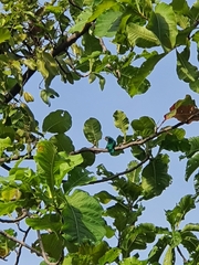 Chrysococcyx maculatus