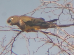 Cyanoliseus patagonus bloxami