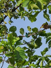 Chrysococcyx maculatus