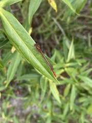 Xanthocnemis zealandica