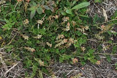 Indigofera spicata
