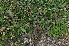 Indigofera spicata