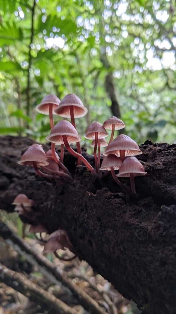 Mycena haematopus · November 2022 · photo: © dona5831 (iNaturalist, cc-by-nc)