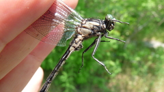 Hylogomphus adelphus