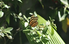 Eueides isabella eva