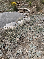 Antennaria soliceps