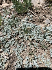 Antennaria soliceps