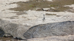 Hylogomphus adelphus