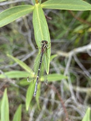 Xanthocnemis zealandica