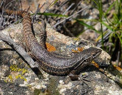 Liolaemus fuscus