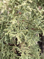 Juniperus osteosperma
