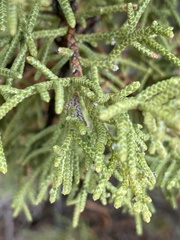 Juniperus osteosperma