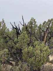 Juniperus osteosperma