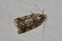 Barea subviridella