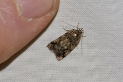 Barea subviridella