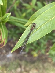 Xanthocnemis zealandica