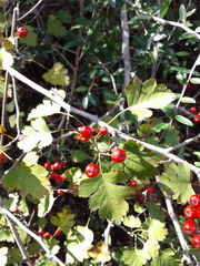 Crataegus marshallii