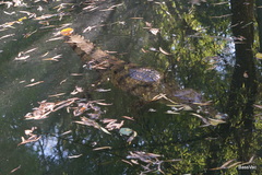 Crocodylus johnstoni
