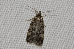 Barea subviridella