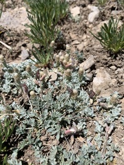 Antennaria soliceps