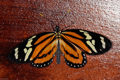 Lycorea halia discreta