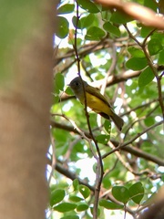 Culicicapa ceylonensis