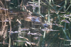 Crocodylus johnstoni