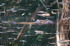 Crocodylus johnstoni