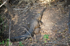 Crocodylus johnstoni
