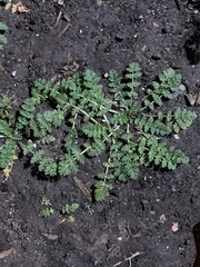 Lepidium didymum