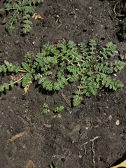 Lepidium didymum