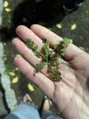 Lepidium didymum