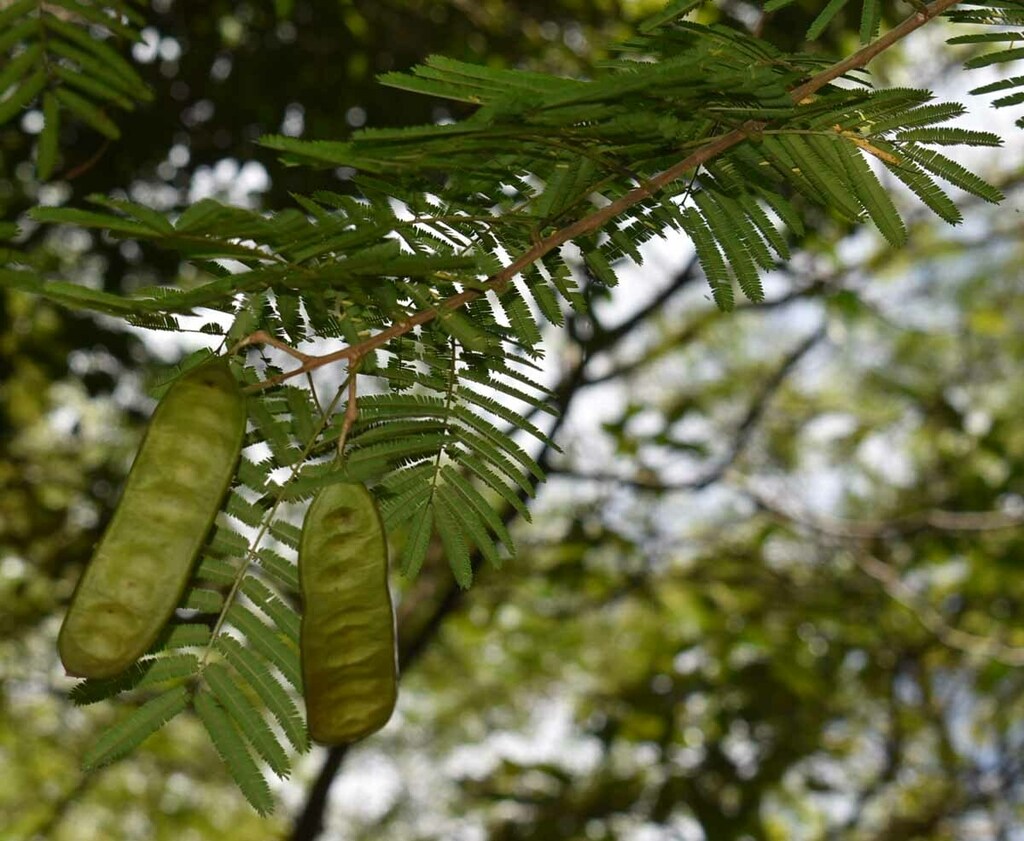 Senegalia kerrii (Senegalia kerrii)
