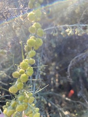 Artemisia californica