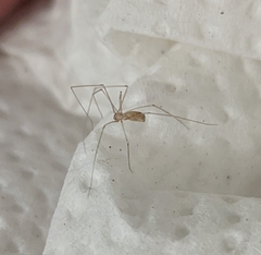 Pholcus phalangioides