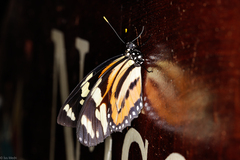 Lycorea halia discreta