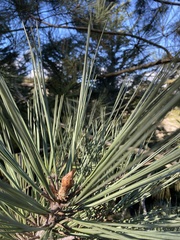 Pinus torreyana