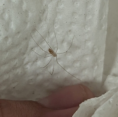 Pholcus phalangioides