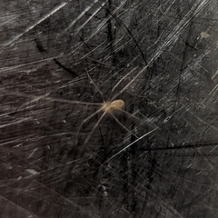 Pholcus phalangioides