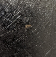 Pholcus phalangioides