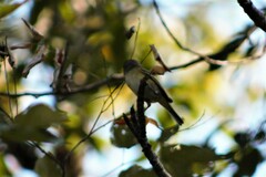 Vireo