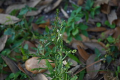 Pseudelephantopus spicatus