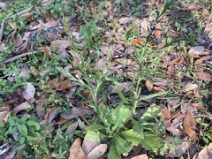 Pseudelephantopus spicatus