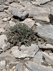 Potentilla concinna concinna