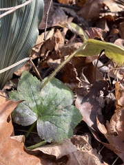 Ranunculus recurvatus