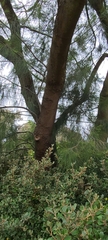 Casuarina glauca