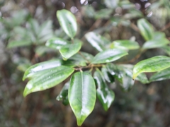 Ilex lonicerifolia