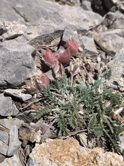 Oxytropis oreophila
