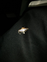 Diaphania