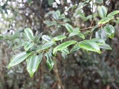 Ilex lonicerifolia